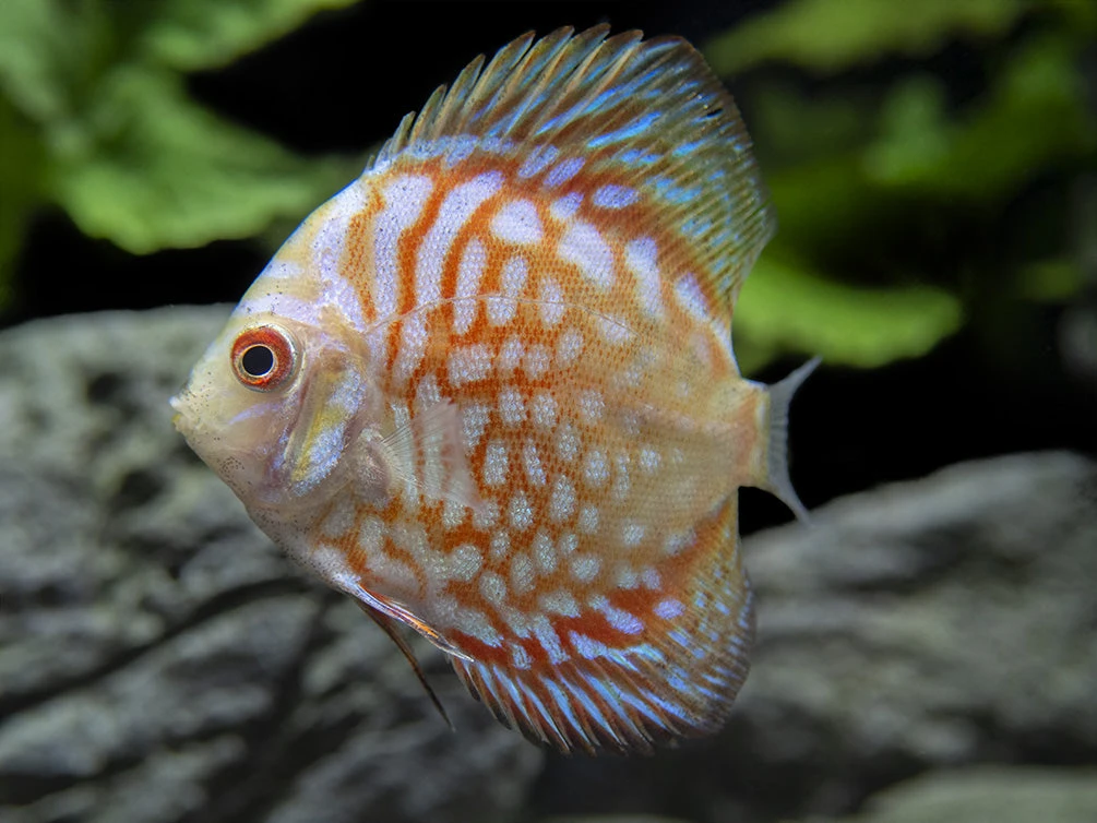 Dealer's Choice Discus (Symphysodon Aequifasciatus), Tank-Bred - Image 10
