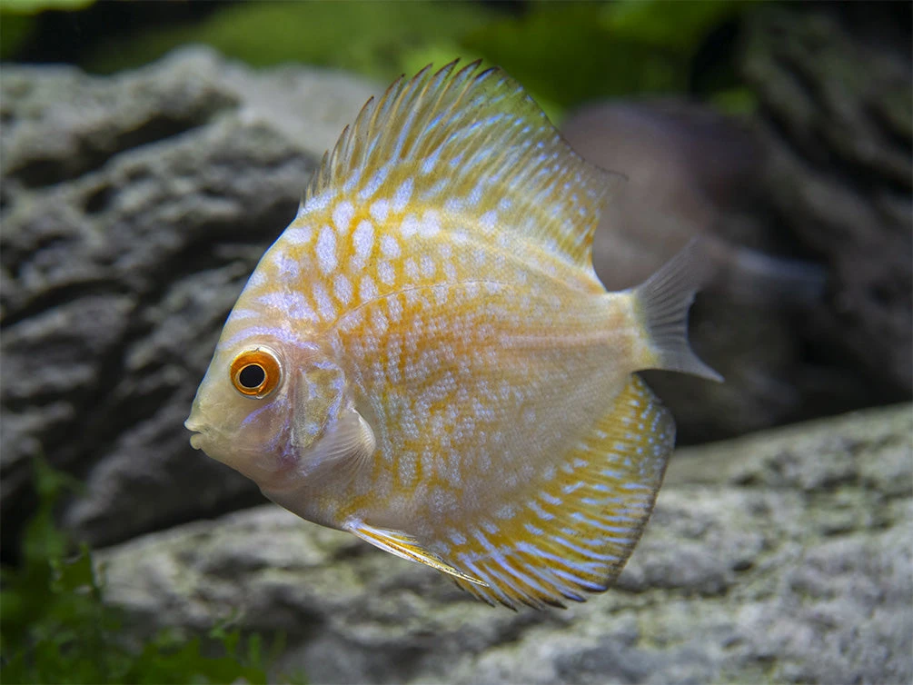 Dealer's Choice Discus (Symphysodon Aequifasciatus), Tank-Bred - Image 11