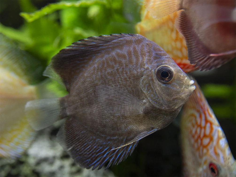 Dealer's Choice Discus (Symphysodon Aequifasciatus), Tank-Bred - Image 13