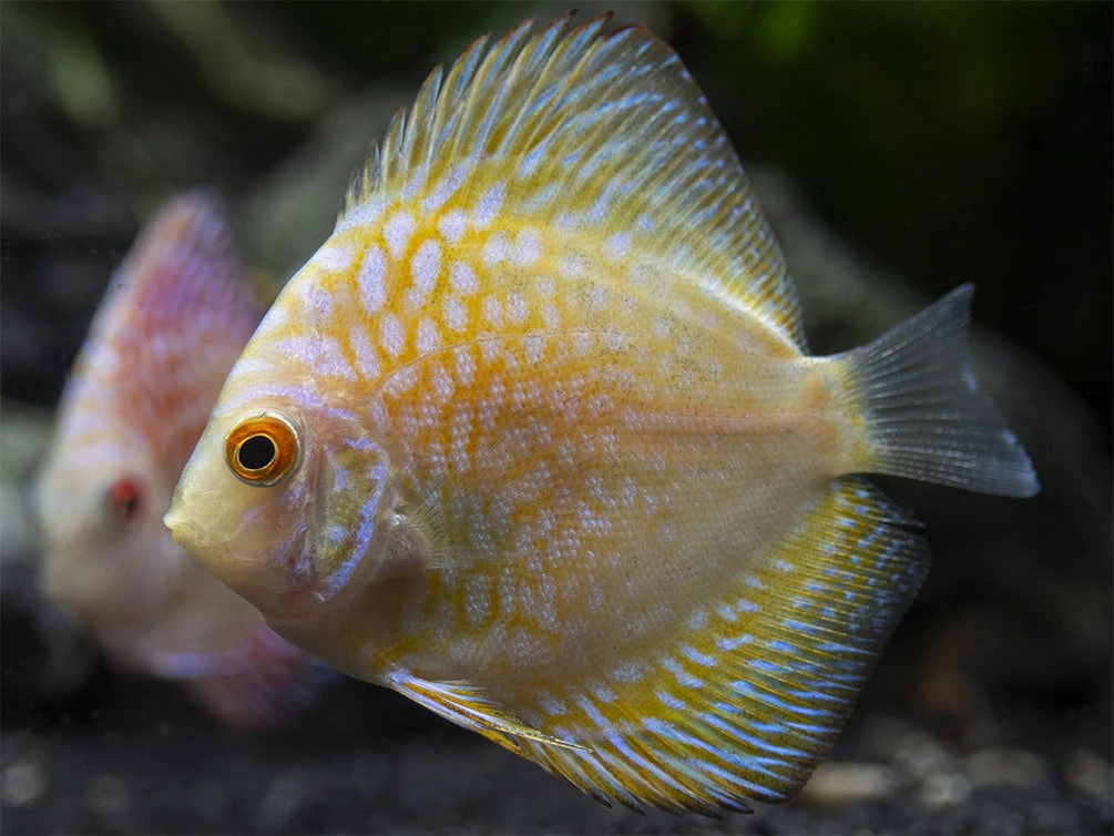 Dealer's Choice Discus (Symphysodon Aequifasciatus), Tank-Bred - Image 16