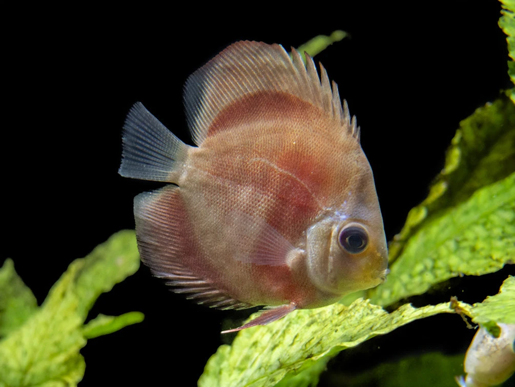 Dealer's Choice Discus (Symphysodon Aequifasciatus), Tank-Bred - Image 15