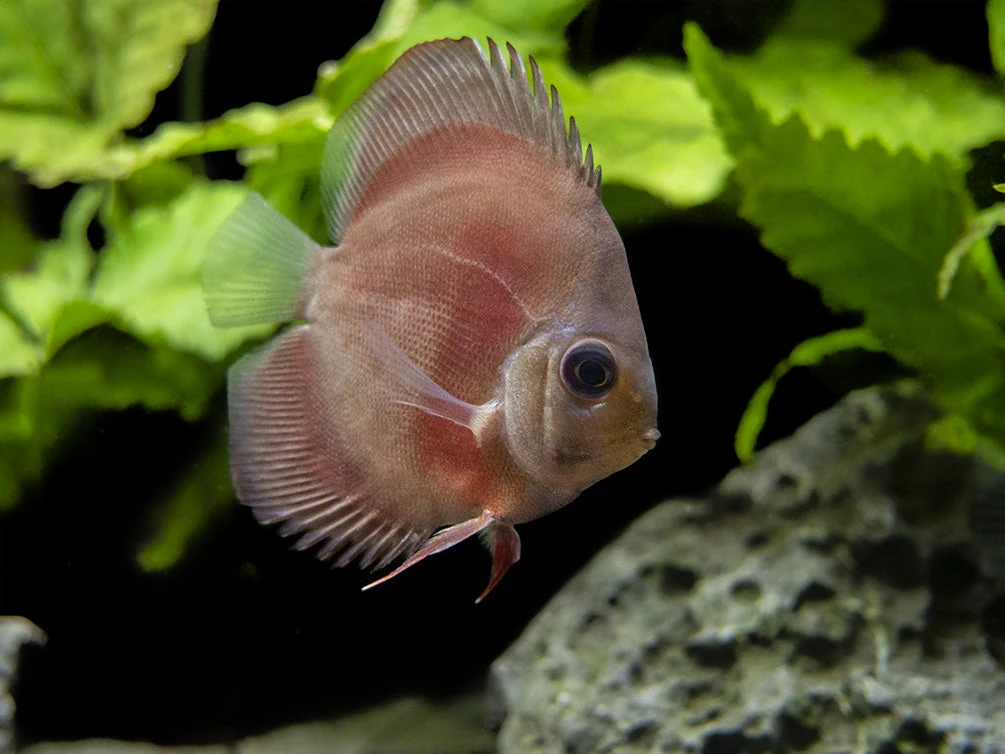 Dealer's Choice Discus (Symphysodon Aequifasciatus), Tank-Bred - Image 6
