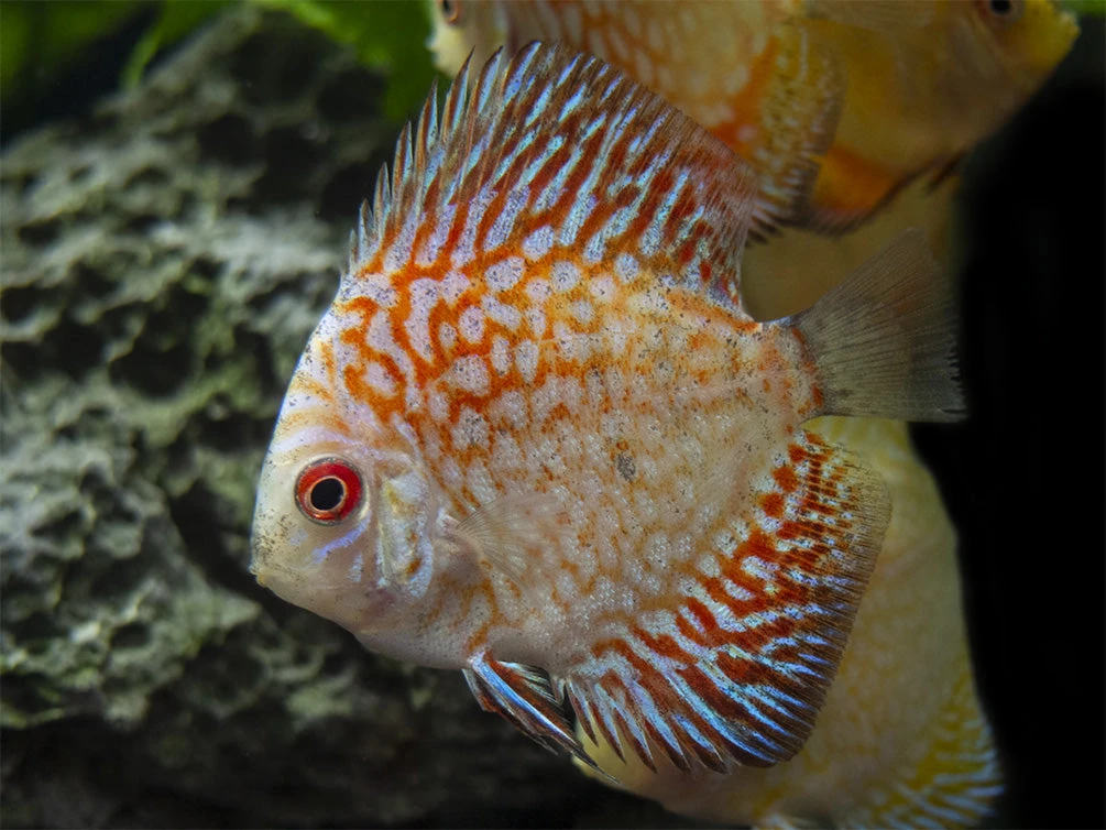 Dealer's Choice Discus (Symphysodon Aequifasciatus), Tank-Bred - Image 8