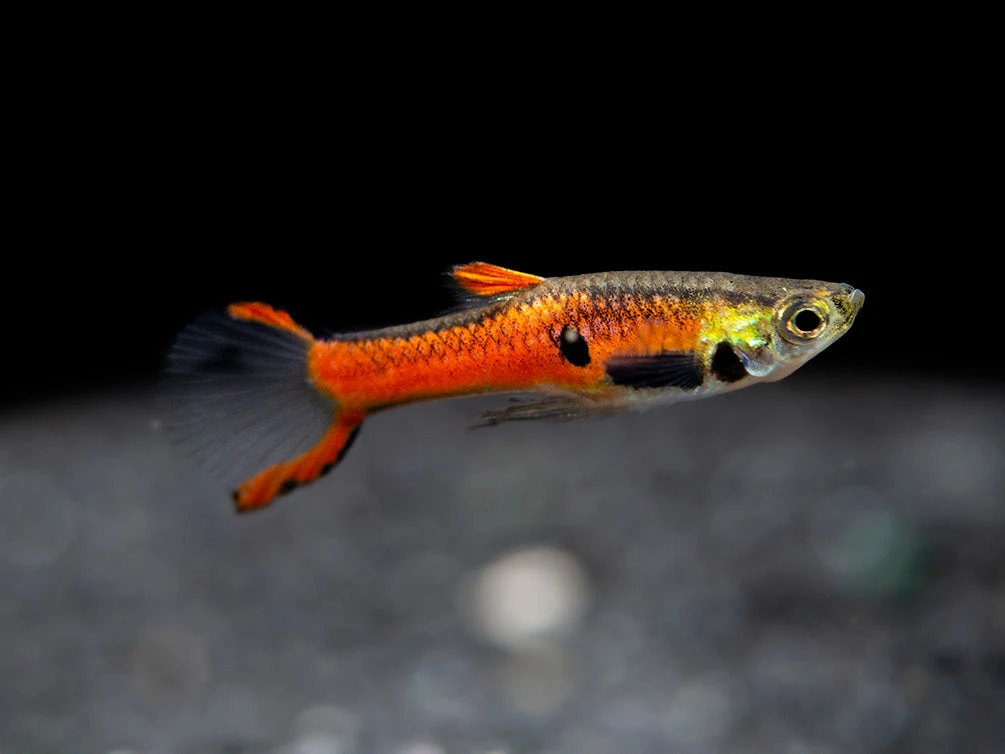 Assorted Endler's Livebearer (Poecilia Wingei), USA BRED! - Image 2