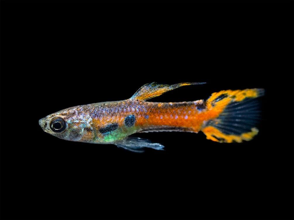 Assorted Endler's Livebearer (Poecilia Wingei), USA BRED! - Image 11