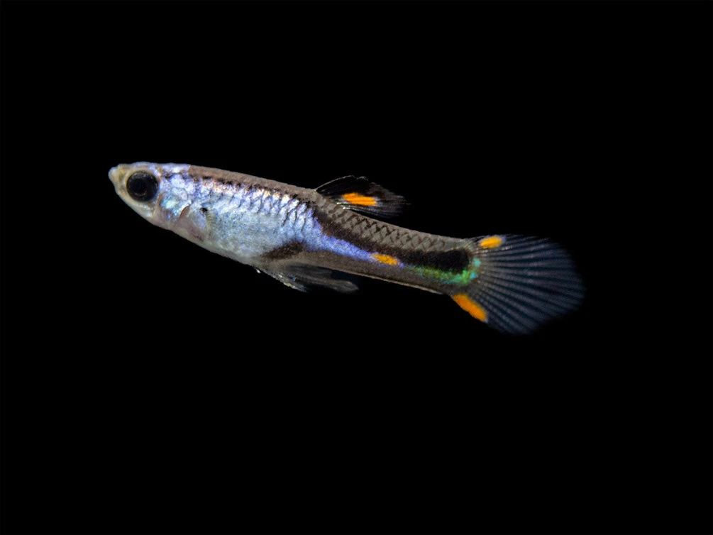 Assorted Endler's Livebearer (Poecilia Wingei), USA BRED! - Image 12