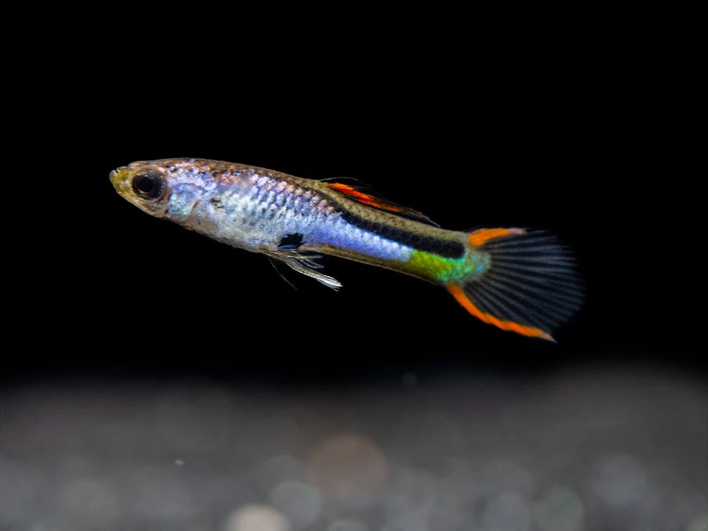Assorted Endler's Livebearer (Poecilia Wingei), USA BRED! - Image 3