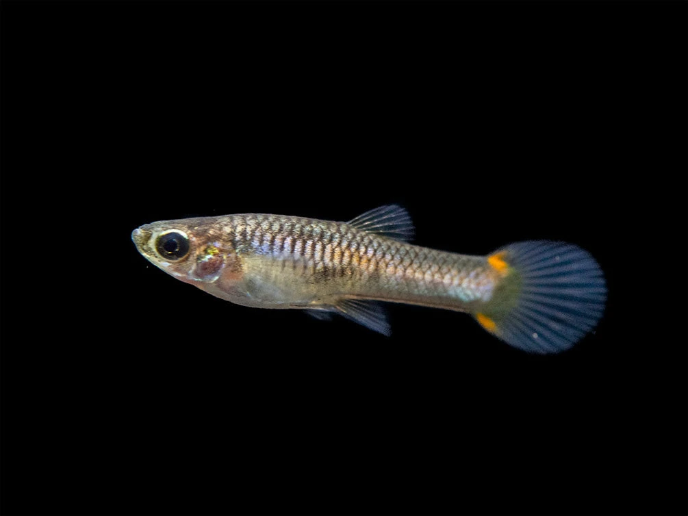 Assorted Endler's Livebearer (Poecilia Wingei), USA BRED! - Image 4