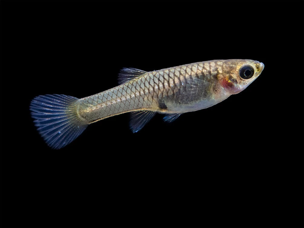 Assorted Endler's Livebearer (Poecilia Wingei), USA BRED! - Image 6