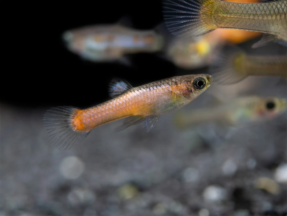Assorted Endler's Livebearer (Poecilia Wingei), USA BRED! - Image 8