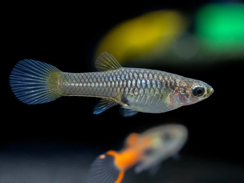Assorted Endler's Livebearer (Poecilia Wingei), USA BRED! - Image 9