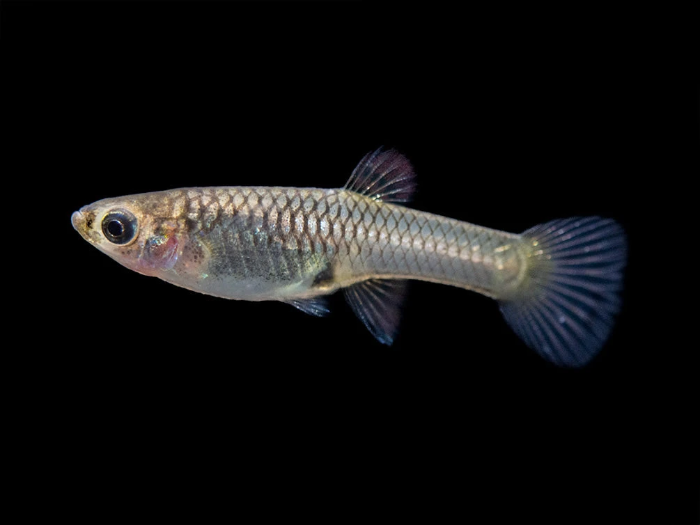 Assorted Endler's Livebearer (Poecilia Wingei), USA BRED! - Image 10