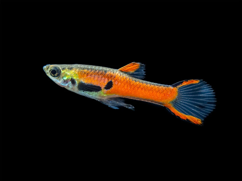 Assorted Endler's Livebearer (Poecilia Wingei), USA BRED! - Image 7