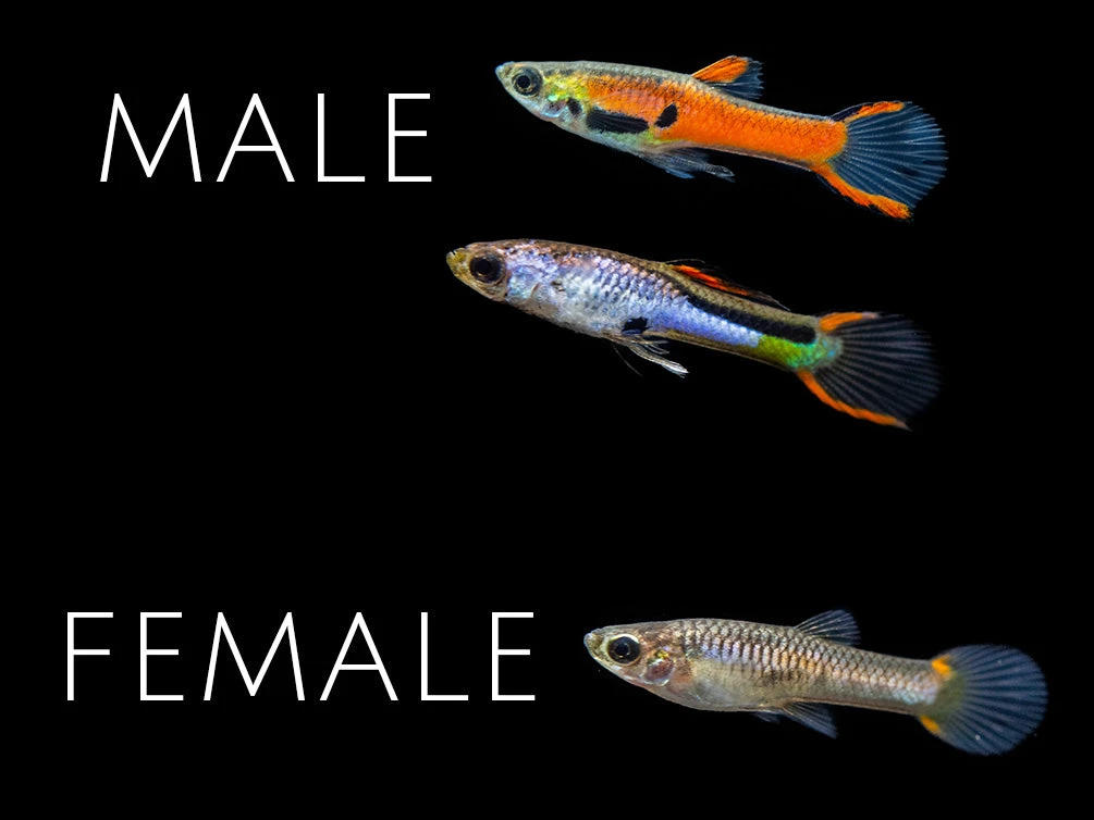 Assorted Endler's Livebearer (Poecilia Wingei), USA BRED! - Image 13