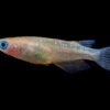 Assorted Medaka Ricefish Aka Japanese Ricefish/Killifish (Oryzias Latipes) - Tank-Bred!