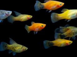 Assorted Platy (Xiphophorus Maculatus), Tank-Bred