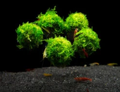 Handmade Java Moss Floating Ball