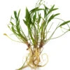 Bolivian Chain Sword (Helanthium Bolivianus "Quadricostatus"), Bare Root