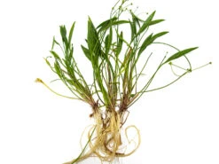 Bolivian Chain Sword (Helanthium Bolivianus "Quadricostatus"), Bare Root