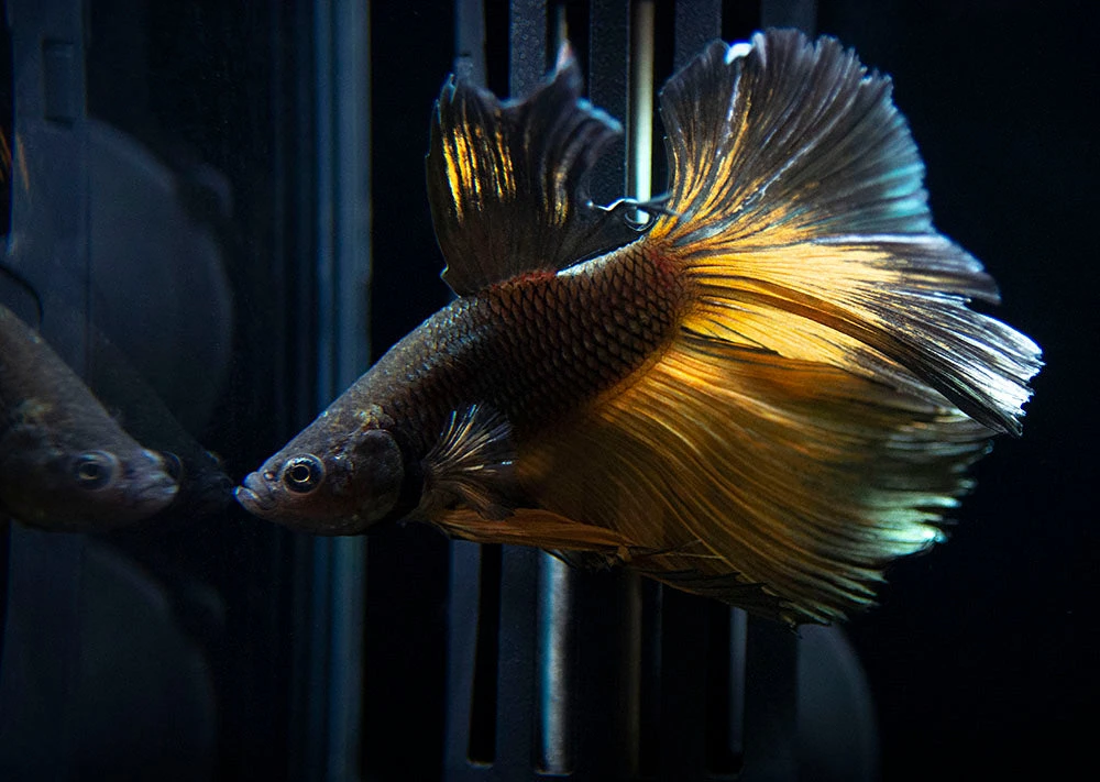 Assorted Black Mustard Gas Halfmoon Betta (Betta Splendens) - Tank-Bred! - Image 4