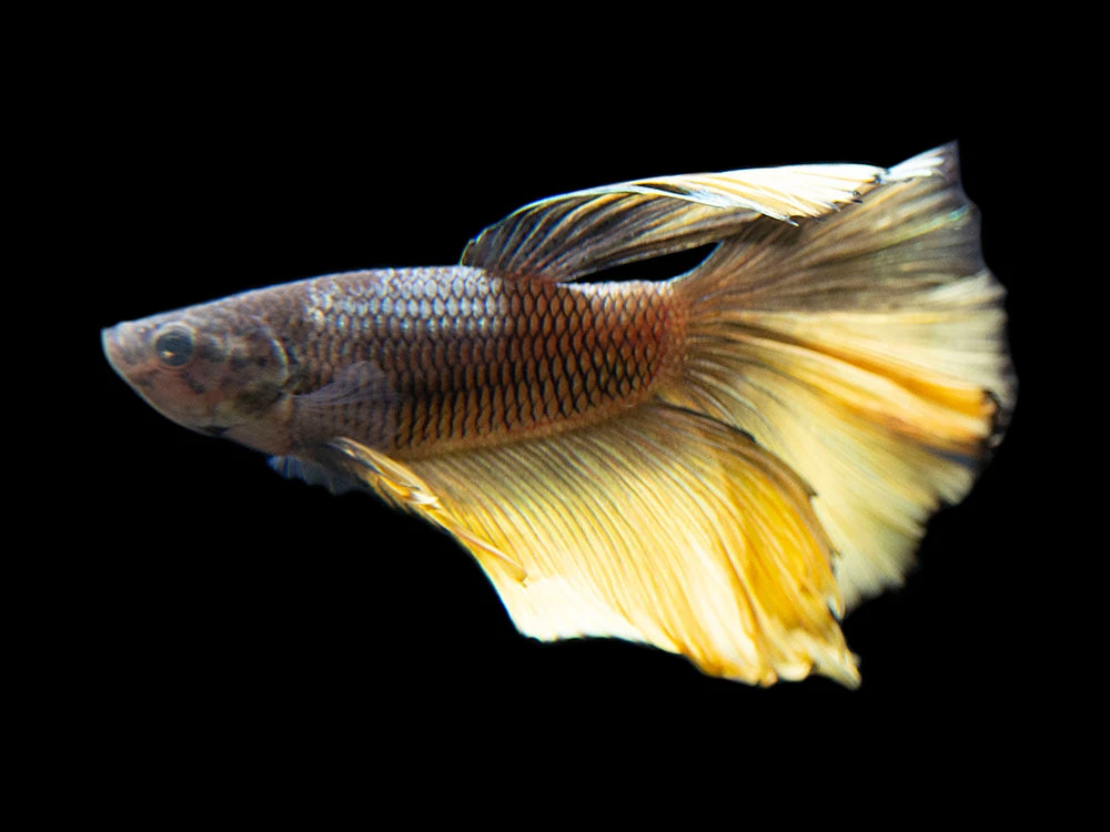 Assorted Black Mustard Gas Halfmoon Betta (Betta Splendens) - Tank-Bred! - Image 3