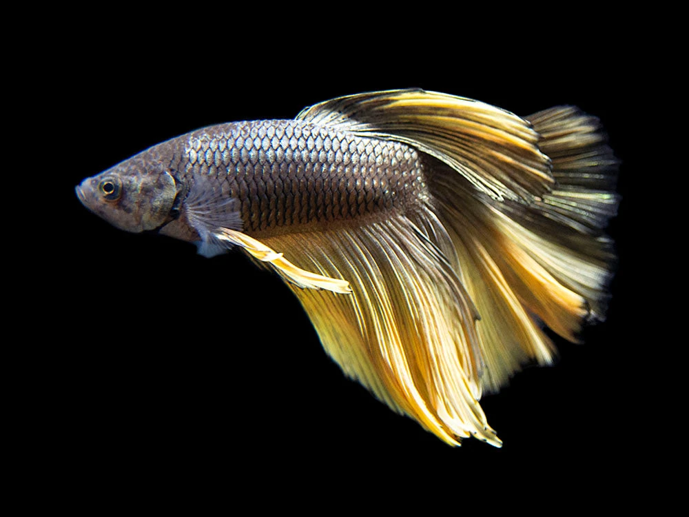 Assorted Black Mustard Gas Halfmoon Betta (Betta Splendens) - Tank-Bred! - Image 5