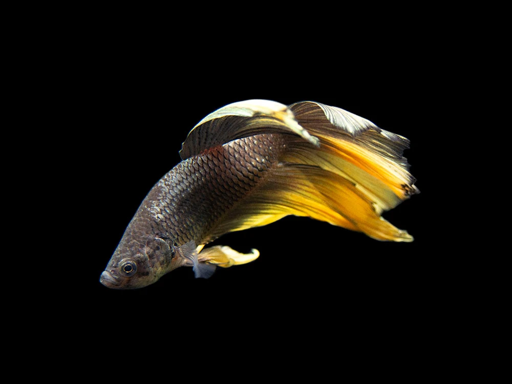 Assorted Black Mustard Gas Halfmoon Betta (Betta Splendens) - Tank-Bred! - Image 6