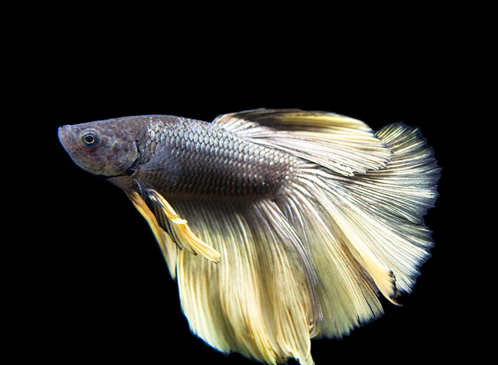 Assorted Black Mustard Gas Halfmoon Betta (Betta Splendens) - Tank-Bred! - Image 7