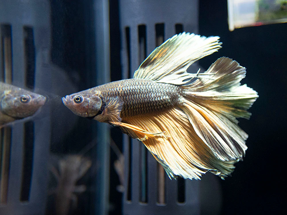 Assorted Black Mustard Gas Halfmoon Betta (Betta Splendens) - Tank-Bred! - Image 8