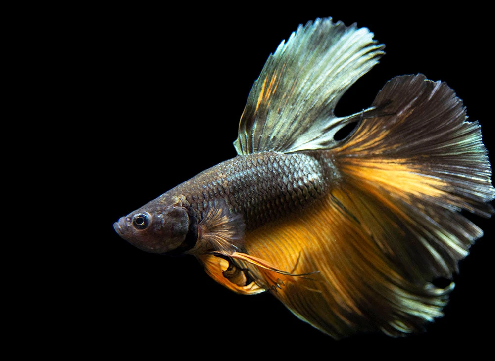Assorted Black Mustard Gas Halfmoon Betta (Betta Splendens) - Tank-Bred!