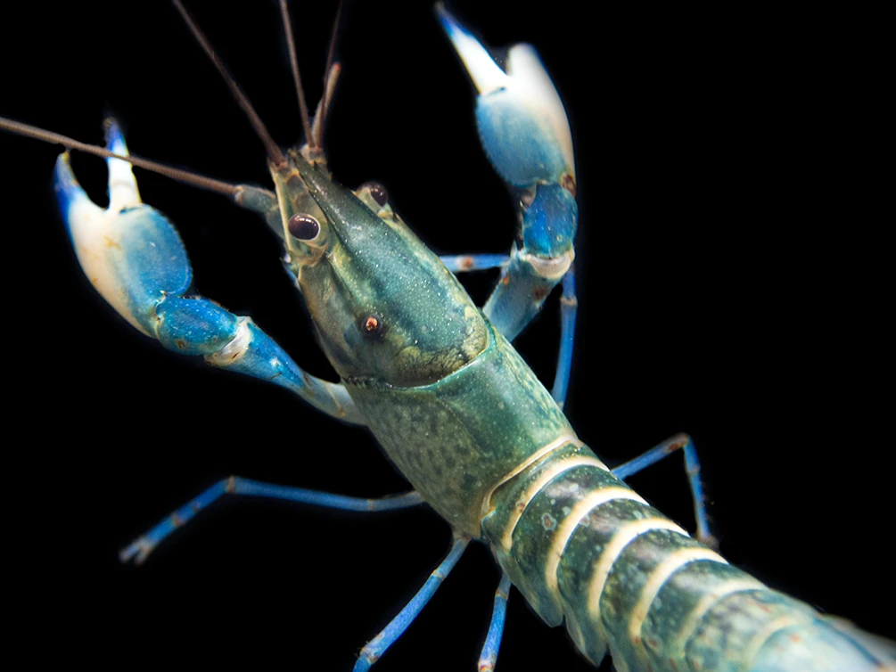 Snakeskin Blue Moon Crayfish (Cherax Boesemani "Snakeskin Blue Moon") - Image 2