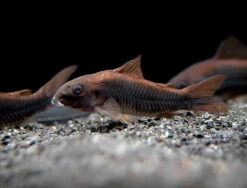Black Venezuela Cory Catfish (Corydoras Schultzei), Tank-Bred
