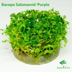 Bacopa Salzmannii 'Purple' Var SG (Bacopa Salzmannii 'Purple') Tissue Culture
