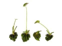 Banana Plant (Nymphoides Aquatica) - 1 Plant