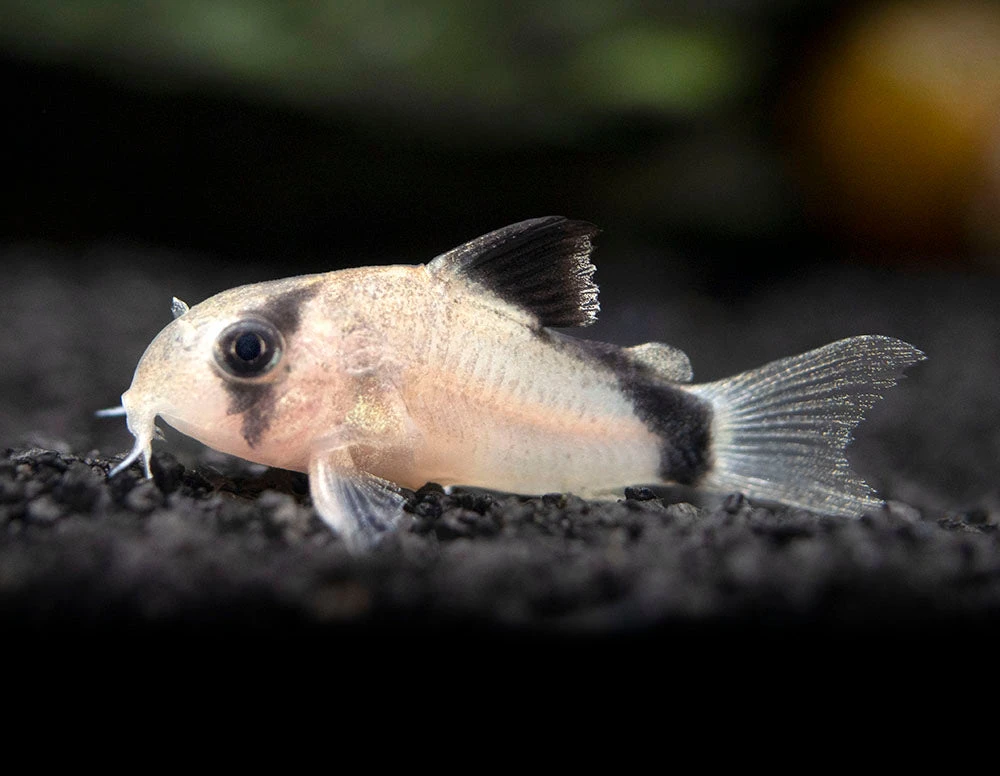 Bandit Cory Catfish (Corydoras Metae), TANK-BRED!!! - Image 6