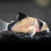 Bandit Cory Catfish (Corydoras Metae), TANK-BRED!!!