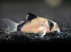 Bandit Cory Catfish (Corydoras Metae), TANK-BRED!!!
