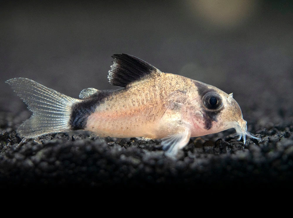 Bandit Cory Catfish (Corydoras Metae), TANK-BRED!!!