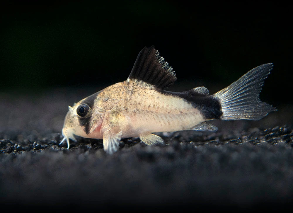 Bandit Cory Catfish (Corydoras Metae), TANK-BRED!!! - Image 5