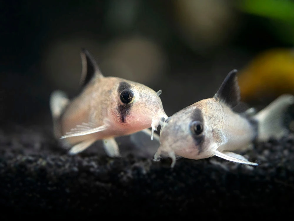 Bandit Cory Catfish (Corydoras Metae), TANK-BRED!!! - Image 3