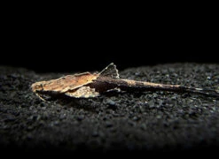 Banjo Catfish (Bunocephalus Coracoideus)