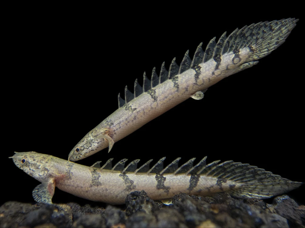 Barred AKA Armored Bichir (Polypterus Delhezi) - Tank-Bred! - Image 6