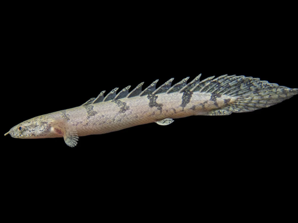 Barred AKA Armored Bichir (Polypterus Delhezi) - Tank-Bred! - Image 7