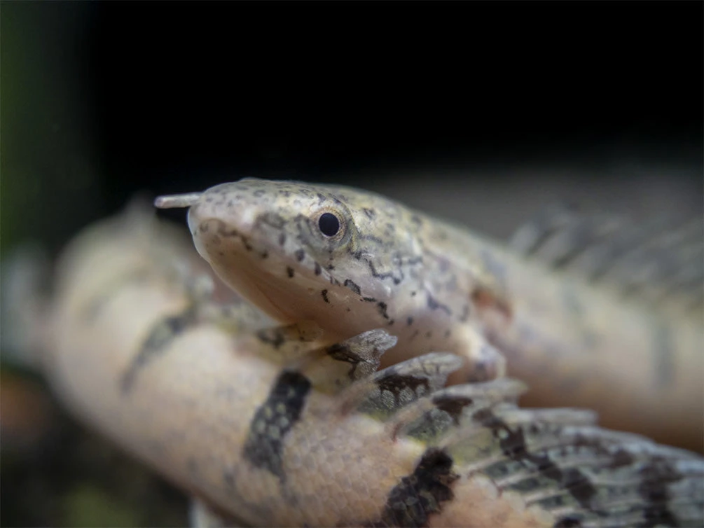 Barred AKA Armored Bichir (Polypterus Delhezi) - Tank-Bred! - Image 8