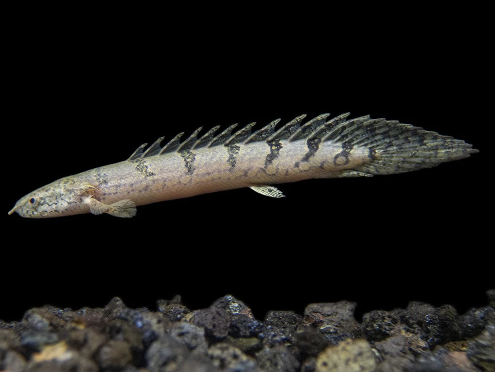 Barred AKA Armored Bichir (Polypterus Delhezi) - Tank-Bred! - Image 9