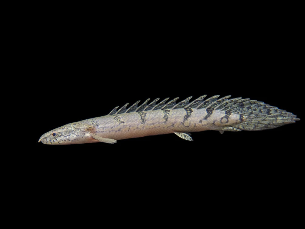 Barred AKA Armored Bichir (Polypterus Delhezi) - Tank-Bred!