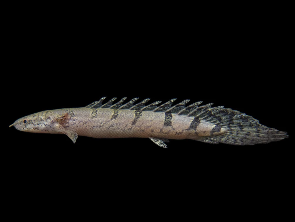 Barred AKA Armored Bichir (Polypterus Delhezi) - Tank-Bred! - Image 3