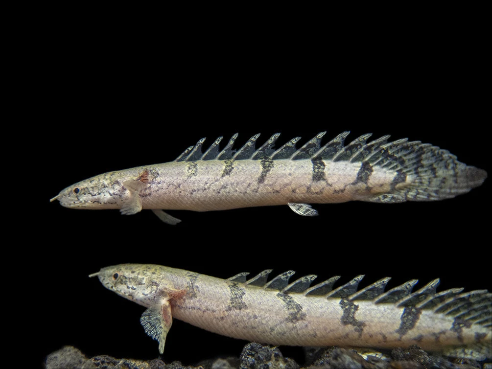 Barred AKA Armored Bichir (Polypterus Delhezi) - Tank-Bred! - Image 4