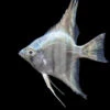 Belem Sky Blue Angelfish (Pterophyllum Scalare) - Tank-Bred