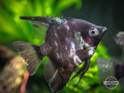 Black Angelfish (Pterophyllum Scalare "Black") - LOCALLY BRED!!!